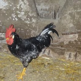 Állatsimogató - Fenyvespuszta Balatonmagyaród - Egyéb