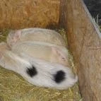 Állatsimogató - Fenyvespuszta Balatonmagyaród - 