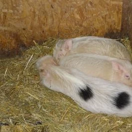 Állatsimogató - Fenyvespuszta Balatonmagyaród - Egyéb