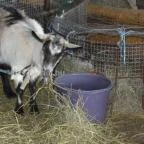 Állatsimogató - Fenyvespuszta Balatonmagyaród - 