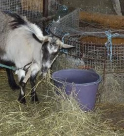 Állatsimogató - Fenyvespuszta