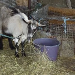 Állatsimogató - Fenyvespuszta Balatonmagyaród - Egyéb