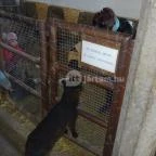 Állatsimogató - Fenyvespuszta Balatonmagyaród - 