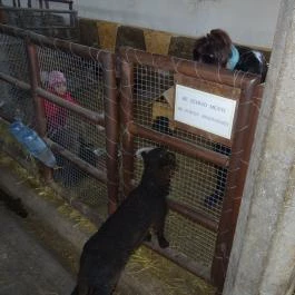 Állatsimogató - Fenyvespuszta Balatonmagyaród - Egyéb