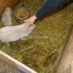 Állatsimogató - Fenyvespuszta Balatonmagyaród - 