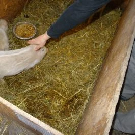 Állatsimogató - Fenyvespuszta Balatonmagyaród - Egyéb