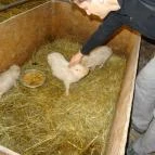 Állatsimogató - Fenyvespuszta Balatonmagyaród - 