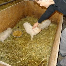 Állatsimogató - Fenyvespuszta Balatonmagyaród - Egyéb