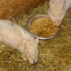 Állatsimogató - Fenyvespuszta Balatonmagyaród - 