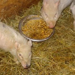 Állatsimogató - Fenyvespuszta Balatonmagyaród - Egyéb