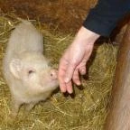 Állatsimogató - Fenyvespuszta Balatonmagyaród - 