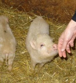 Állatsimogató - Fenyvespuszta