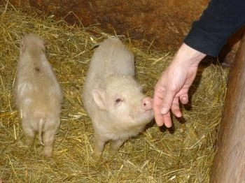 Állatsimogató - Fenyvespuszta Balatonmagyaród