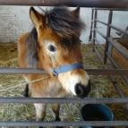 Állatsimogató - Fenyvespuszta Balatonmagyaród - 