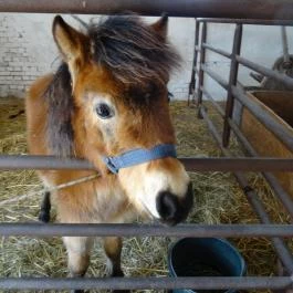 Állatsimogató - Fenyvespuszta Balatonmagyaród - Egyéb