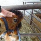 Állatsimogató - Fenyvespuszta Balatonmagyaród - 