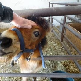 Állatsimogató - Fenyvespuszta Balatonmagyaród - Egyéb