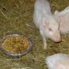 Állatsimogató - Fenyvespuszta Balatonmagyaród - 