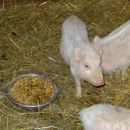 Állatsimogató - Fenyvespuszta Balatonmagyaród - Egyéb