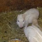 Állatsimogató - Fenyvespuszta Balatonmagyaród - 