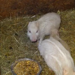 Állatsimogató - Fenyvespuszta Balatonmagyaród - Egyéb