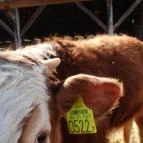 Állatsimogató - Fenyvespuszta Balatonmagyaród - 