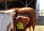 Állatsimogató - Fenyvespuszta Balatonmagyaród