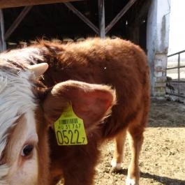 Állatsimogató - Fenyvespuszta Balatonmagyaród - Egyéb