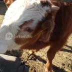 Állatsimogató - Fenyvespuszta Balatonmagyaród - 