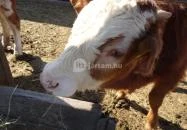 Állatsimogató - Fenyvespuszta Balatonmagyaród