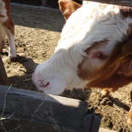 Állatsimogató - Fenyvespuszta Balatonmagyaród - Egyéb