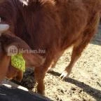 Állatsimogató - Fenyvespuszta Balatonmagyaród - 