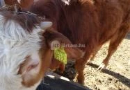 Állatsimogató - Fenyvespuszta Balatonmagyaród