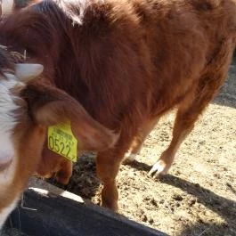 Állatsimogató - Fenyvespuszta Balatonmagyaród - Egyéb