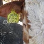 Állatsimogató - Fenyvespuszta Balatonmagyaród - 