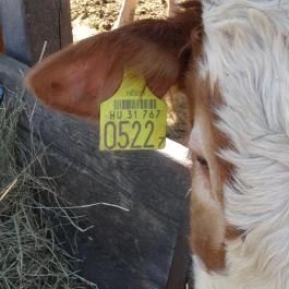 Állatsimogató - Fenyvespuszta Balatonmagyaród - Egyéb