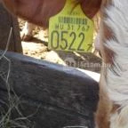 Állatsimogató - Fenyvespuszta Balatonmagyaród - 