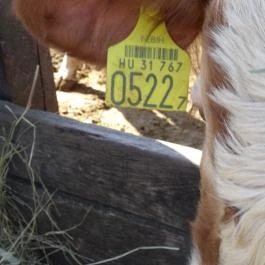 Állatsimogató - Fenyvespuszta Balatonmagyaród - Egyéb