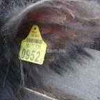 Állatsimogató - Fenyvespuszta Balatonmagyaród - 