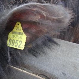 Állatsimogató - Fenyvespuszta Balatonmagyaród - Egyéb