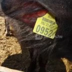 Állatsimogató - Fenyvespuszta Balatonmagyaród - 