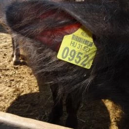 Állatsimogató - Fenyvespuszta Balatonmagyaród - Egyéb