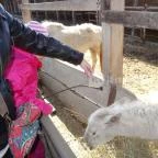 Állatsimogató - Fenyvespuszta Balatonmagyaród - 