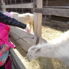 Állatsimogató - Fenyvespuszta Balatonmagyaród - Egyéb