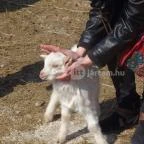 Állatsimogató - Fenyvespuszta Balatonmagyaród - 