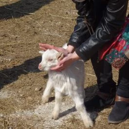 Állatsimogató - Fenyvespuszta Balatonmagyaród - Egyéb