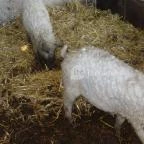 Állatsimogató - Fenyvespuszta Balatonmagyaród - 