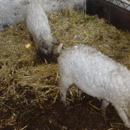 Állatsimogató - Fenyvespuszta Balatonmagyaród - Egyéb