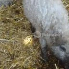 Állatsimogató - Fenyvespuszta Balatonmagyaród - 