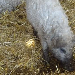 Állatsimogató - Fenyvespuszta Balatonmagyaród - Egyéb